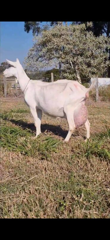 sud veren keci: Dişi, Zanen, il: 1, Südlük