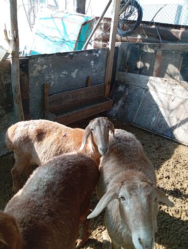 рамановский баран: Бараны, овцы