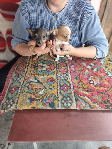 Собаки: Продаю щенков чихуахуа мальчик и девочка возраст 2.5 месяцев очень