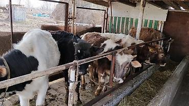 Коровы, быки: Продаю | Бык (самец) | На откорм | Привязанные — 4