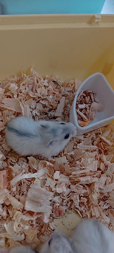 Животные: 🐹 Готовый пушистый друг — без забот! 🏡 Джунгарский хомяк (1,5 месяца) — 3