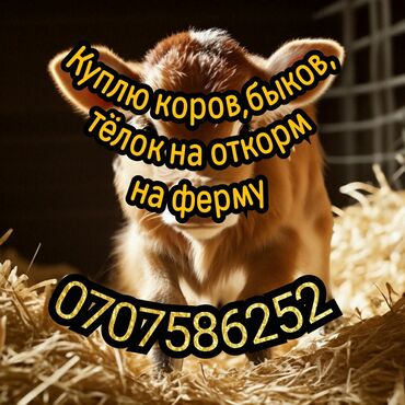 продаю ягнята: Куплю | Коровы, быки, Лошади, кони | Круглосуточно, На откорм, Самовывоз