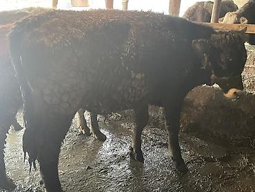 Коровы, быки: Продаю | Бык (самец) — 2