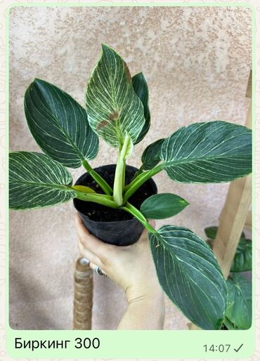 Диффенбахии: Комнатные растения 1) Диффенбахия — по 350 каждый - Вечнозелёное — 4