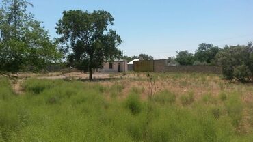 Torpaq sahələrinin satışı: 200 sot, Tikinti, Makler, Kupça (Çıxarış) -da lalafo.az — 20 Torpaq sahələrinin satışı: 200 sot, Tikinti, Makler, Kupça (Çıxarış) — 20