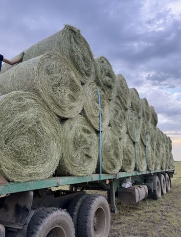 виза в корею для граждан кыргызстана 2019: Продаю | Корова (самка), Бык (самец), Тёлка | Ангус, Герефорд, Голштин | На откорм, На забой, Для разведения | Племенные