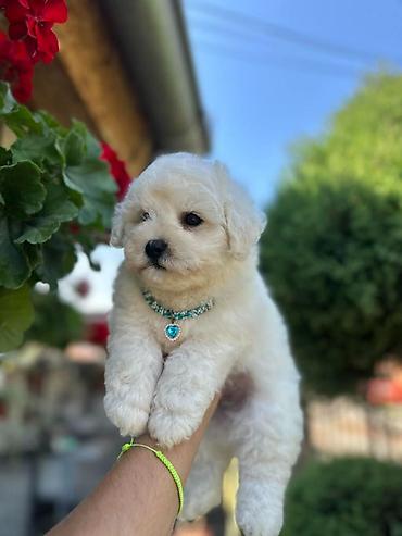 Psi: Bichon Frise štenci U ponudi prelepi, umiljati i razigrani štenci rase — 13