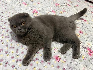 кошка породистые: Скотиш Фолд (Шотландская вислоухая), 1 год, Девочка, С прививками — 1