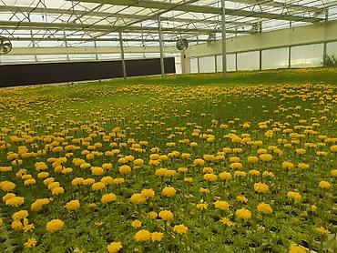 flowers: Рассада однолетних декоративных культур из теплицы - Бархатцы — 4