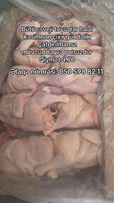 ətin qiyməti: Məhsul: Bütöv təzə toyuq - Halal kəsimdən gündəlik çıxan bütöv — 1