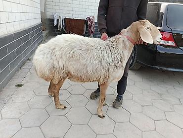 собака жалал абад: Сатам | Ургаачы кой (ургаачы) | Көбөйтүү үчүн — 5