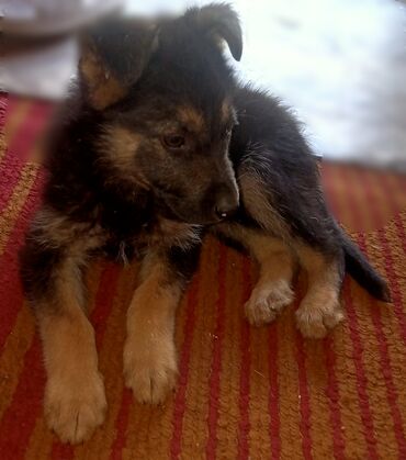 собака ротвейлер: Чистокровная овчарка,девочка 2 месяца