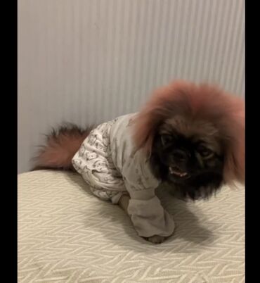 İtlər: Pekines, 1 il, Erkek, Peyvəndli, Pulsuz çatdırılma