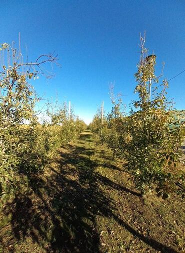 Prodaja zemljišta: Poljoprivredno zemljište — 6