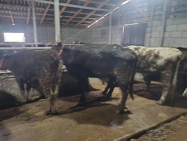 Коровы, быки: Продаю | Бык (самец) | На откорм | Привязанные — 3