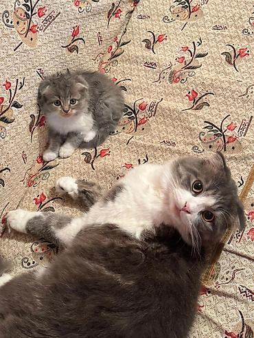 Pişiklər: Şotland yastı qulaq, Erkək, Dişi, Yaxşı əllərə, Rayonlara çatdırılma, Pulsuz çatdırılma, Ünvandan götürmə — 9