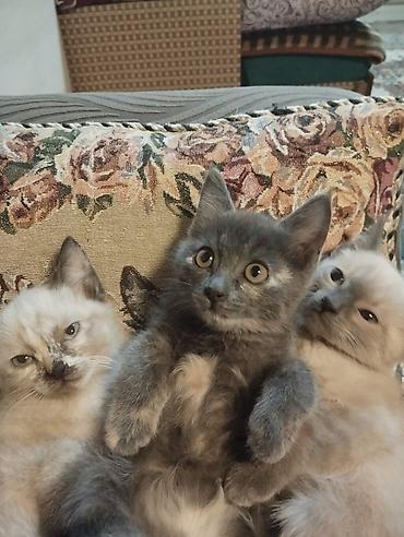 кошки сокулук: Замечательные домашние котята,2девочки и один мальчик. 2месяца,к — 1