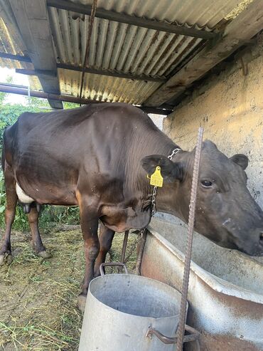 животные для дома: Продаю корову и теленка