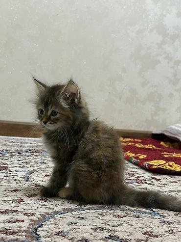 2 месяца, Девочка, Приучена к лотку
