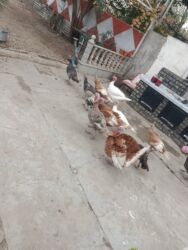 qoyun quzu satilir: Həm kəsimlik həmdə dekorativ hindüşkalar satışda var