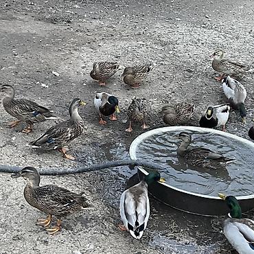 cex quşlar: Satlıq ördək sürüsü. Şəkillərdə həm erkək, həm də dişi ördəklər — 3