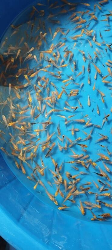 Boşqablar: Koi, Sülhsevər, Ünvandan götürmə