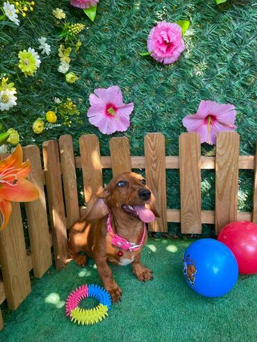 Psi: Odgajivacnica pasa "Happy Puppies" iz Novog Sada ima u ponudi stence — 7