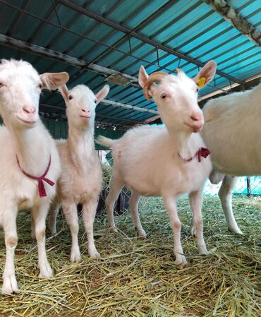 Козы, козлы: Продаю | Козёл (самец) | Зааненская | Для разведения | Племенные — 20