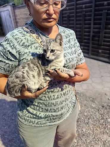 котёнок бесплатно: Кошка даром: Беспородная, 4 месяца, Девочка — 4