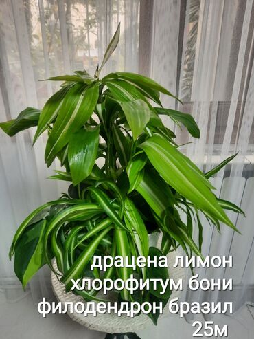 Otaq bitkiləri: Otaq bitkiləri kolleksiyası 1) Papоротnik – 20 m - Sərfəli otaq — 2