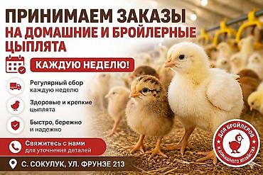 Куры, петухи: Продаю | Цыплята | Бройлерная — 1