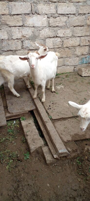Keçi, çəpiş: Ağ rəngli yerli keçilər – bir qrup halda. - Qulaqları sallanan, qısa — 2