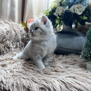 Pişiklər: Britan, Pulsuz çatdırılma — 2