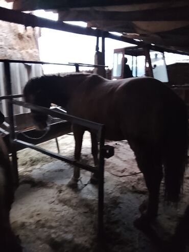 Лошади, кони: Продаю | Конь (самец) | Рабочий — 6