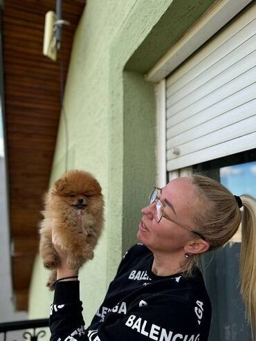 Psi: Odgaivacnica ekskluzivnih pomeranaca i pudli registrovana u FCI savezu — 3