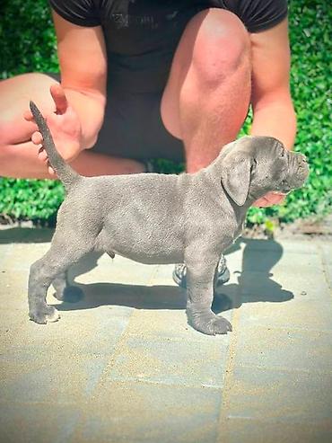 Psi: Cane Corso štenci Štenci Kane Korso stari 2 meseca na prodaju. U — 7