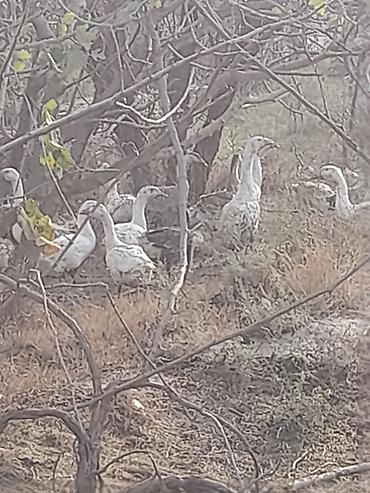 propan balon: Satılır: Ördek sürüsü və KEMAN hava kompressoru - Ördek sürüsü - Ağ — 3