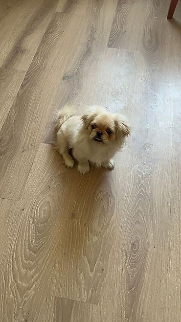 Pekines, Erkək, Peyvəndli lalafo.az -da Pekines, Erkək, Peyvəndli