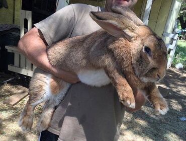Dovşanlar: Flandr cinsli dovşanlar satılır. 2-3-4 aylıqlardı. Təmiz qandı. Ətlik
