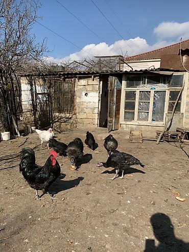 ordək yumurtası: Toyuq, Australorp, Damazlıq, Ünvandan götürmə — 10