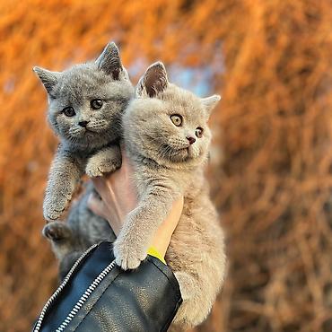 Британская короткошёрстная, 1 месяц, Девочка, Голубой