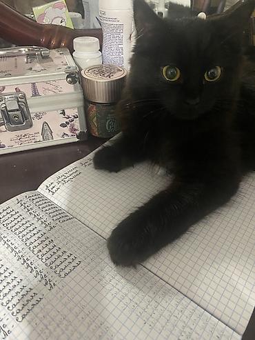 перья: Девочка, Приучена к лотку — 1