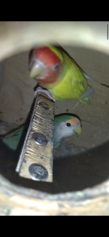 Tutuquşları: Məhsul: Agapornis (Sevgi quşları) cütləri və yuvalama dəstləri — 12