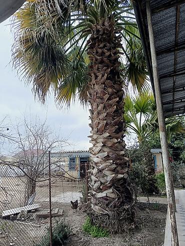 altay su matoru: Meksika Fan Xurması (Washingtonia robusta) – həyət və bağ üçün — 1