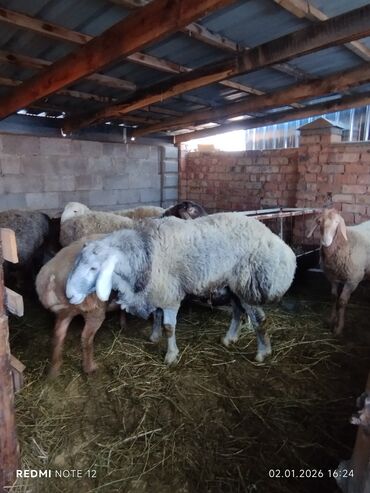Бараны, овцы: Продаю | Баран (самец) | Для разведения | Племенные — 6