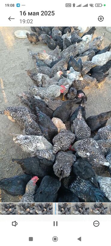 Super XARKO yumurtaları satılır mayalı