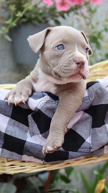 Продажа собак: Американский булли, 2 месяца, Самец — 20