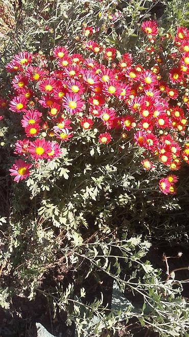 Гортензия: Гортензия БЕЛАЯ садовая. Крупные БЕЛЫЕ шары с футбольный мяч — 18