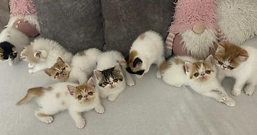 Mačke: Na prodaju mačići persijske egzotične (Exotic Shorthair) rase. Vrlo — 1