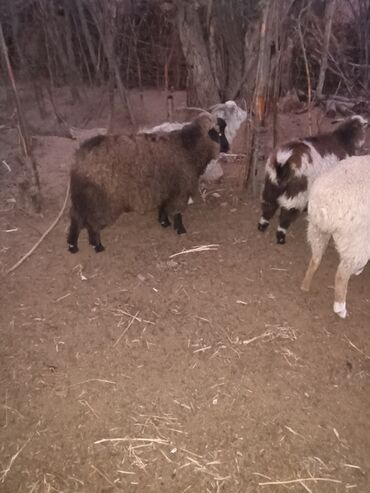 Козы, козлы: Продаю | Козёл (самец) | На забой — 3